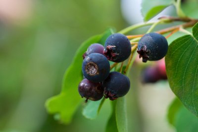 Amelanchier alnifolia - muchovník olšolistý - plod